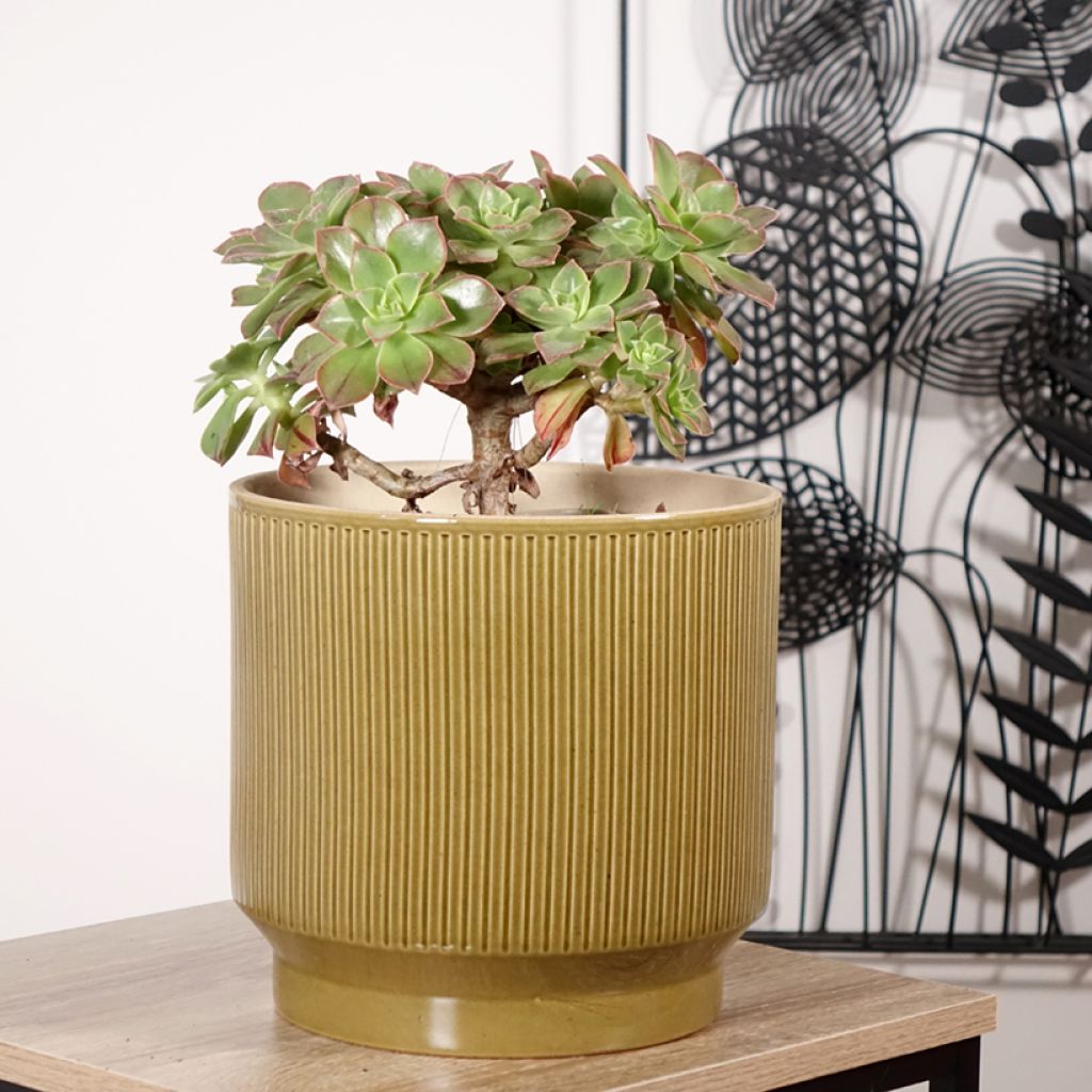 Aeonium leucoblepharum