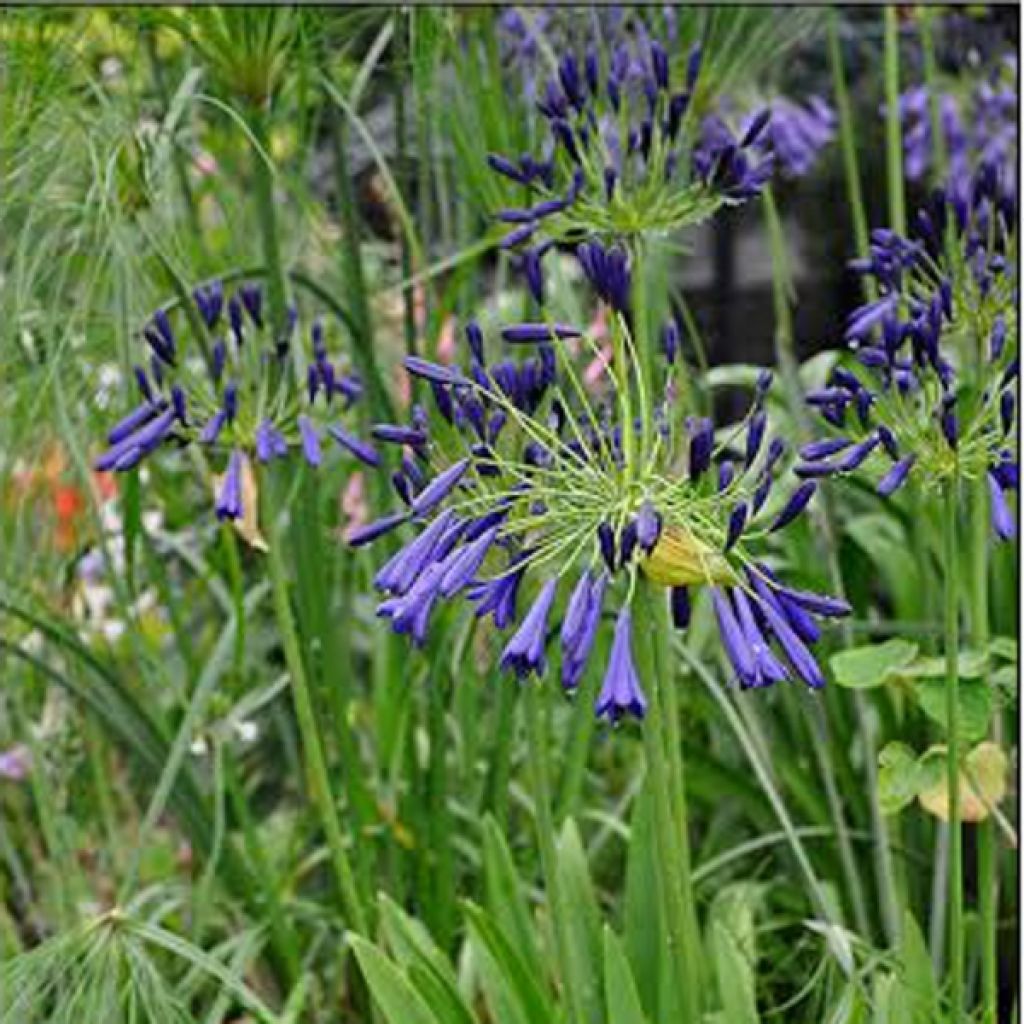 Agapanthus inapertus Nigrescens - Schmucklilie