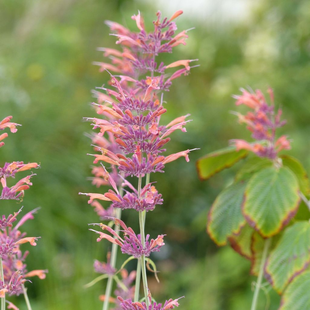 Agastache rupestris - Duftnessel