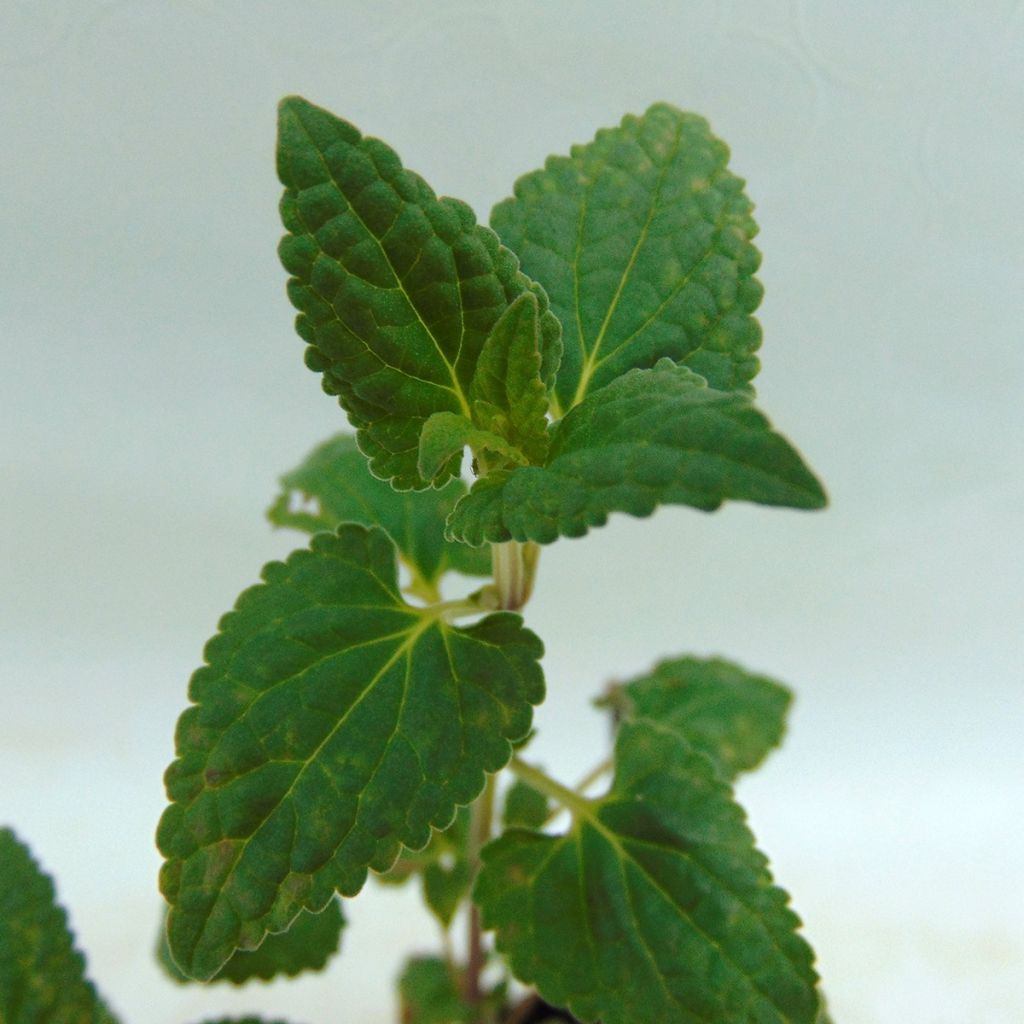 Agastache Summer Love® - Duftnessel