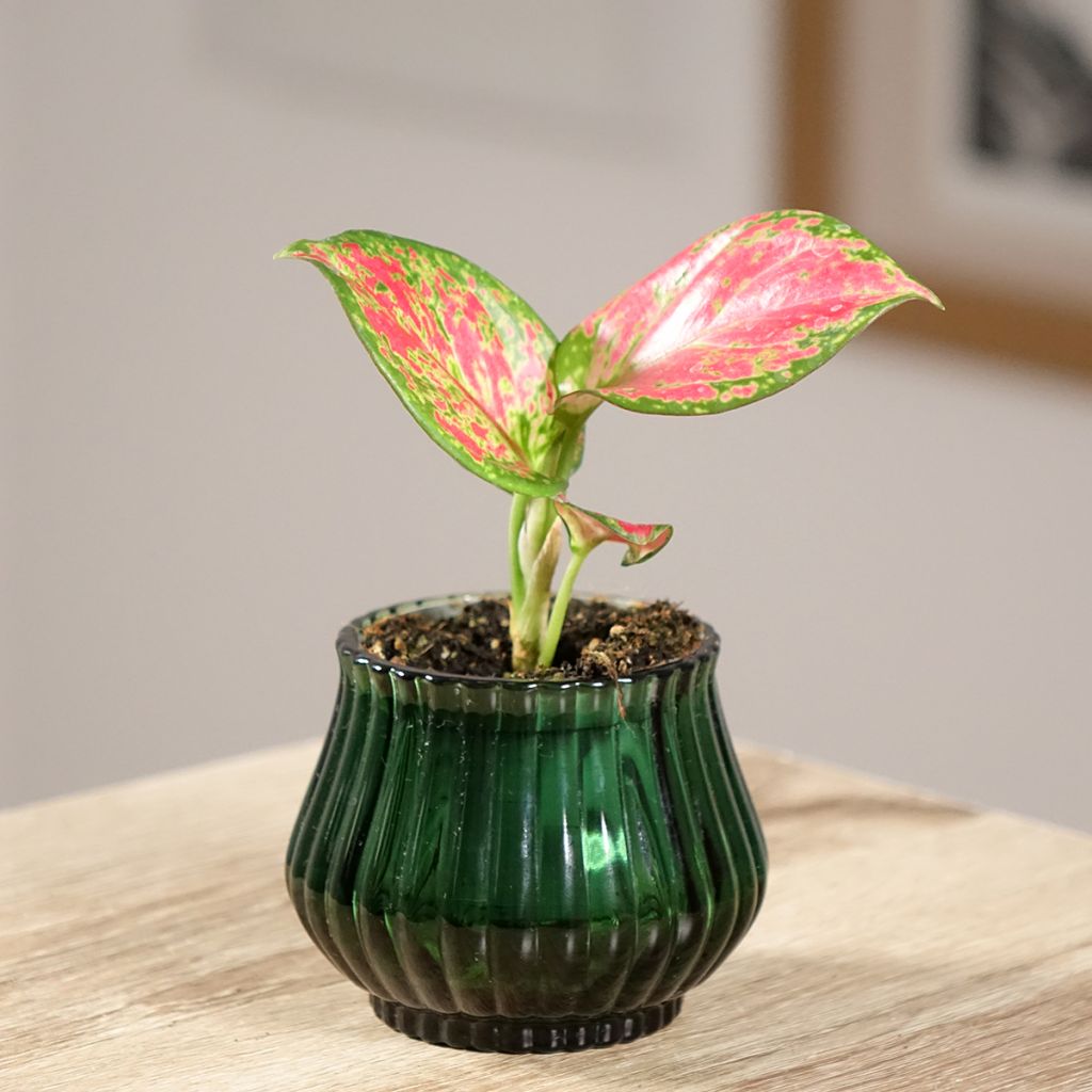 Aglaonema Red Valentine - Kolbenfaden