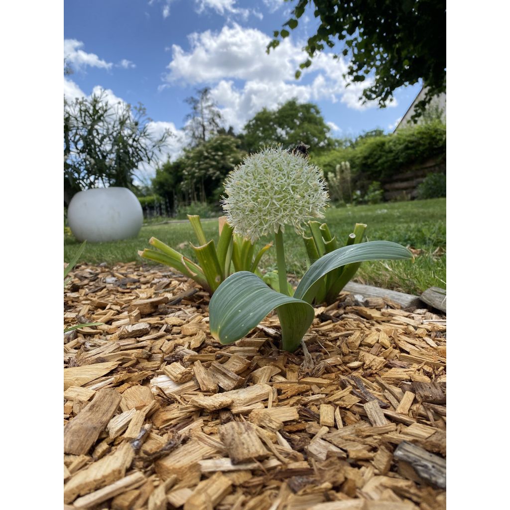 Allium karataviense Ivory Queen - Blauzungen-Lauch