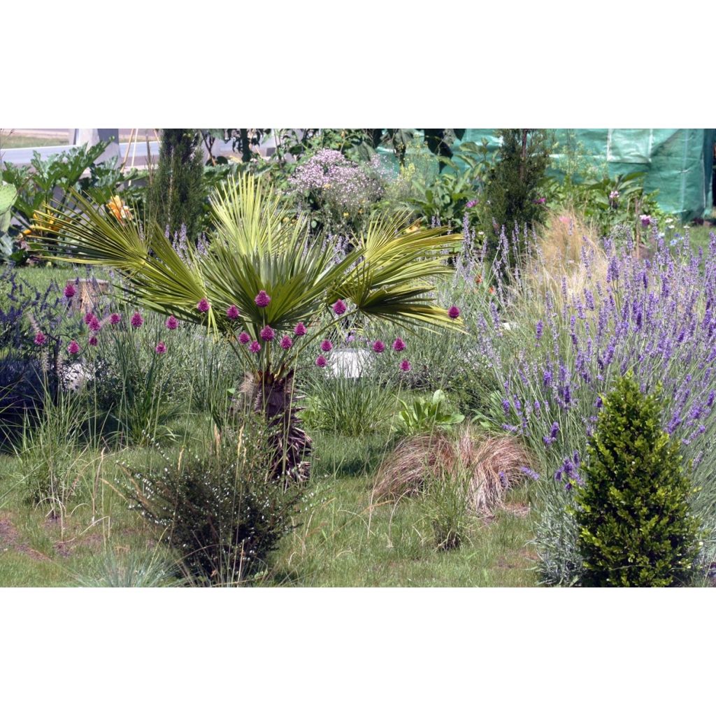 Allium sphaerocephalon - Kugellauch