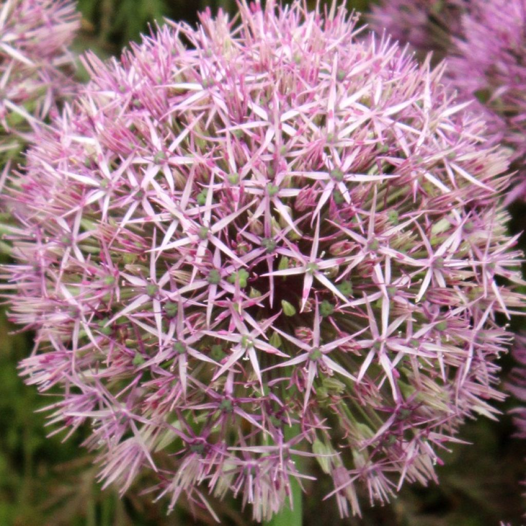Allium Universe - Riesen-Lauch