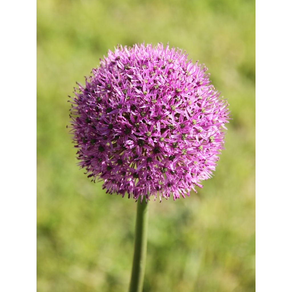 Allium Gladiator - Zierlauch