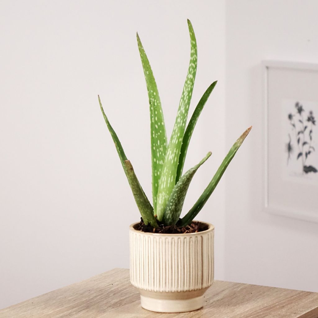 Aloe vera - Echte Aloe