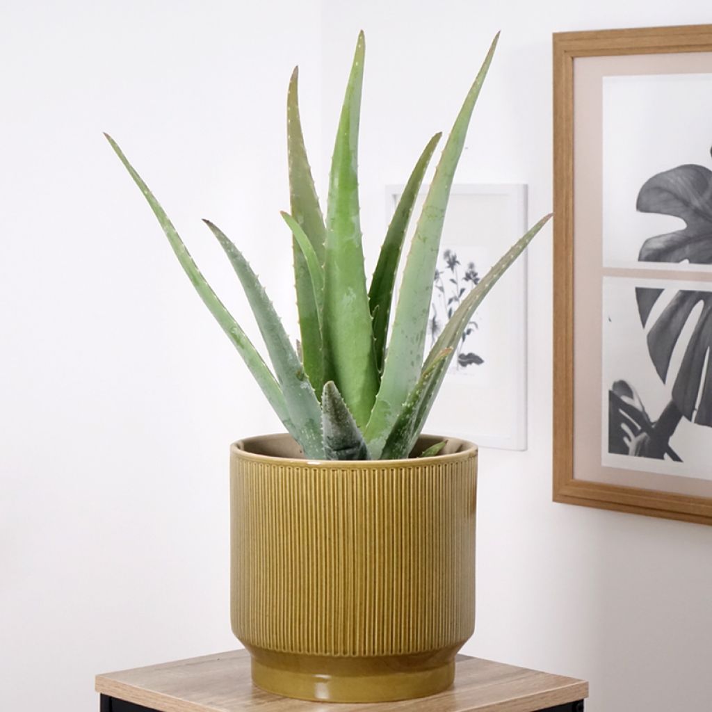 Aloe vera - Echte Aloe