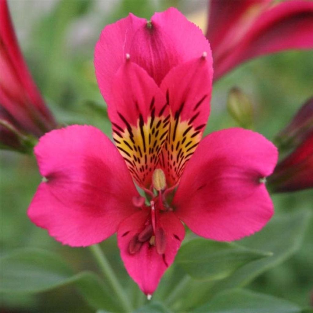 Alstroemeria Duc d'Anjou Arthur - Inkalilie