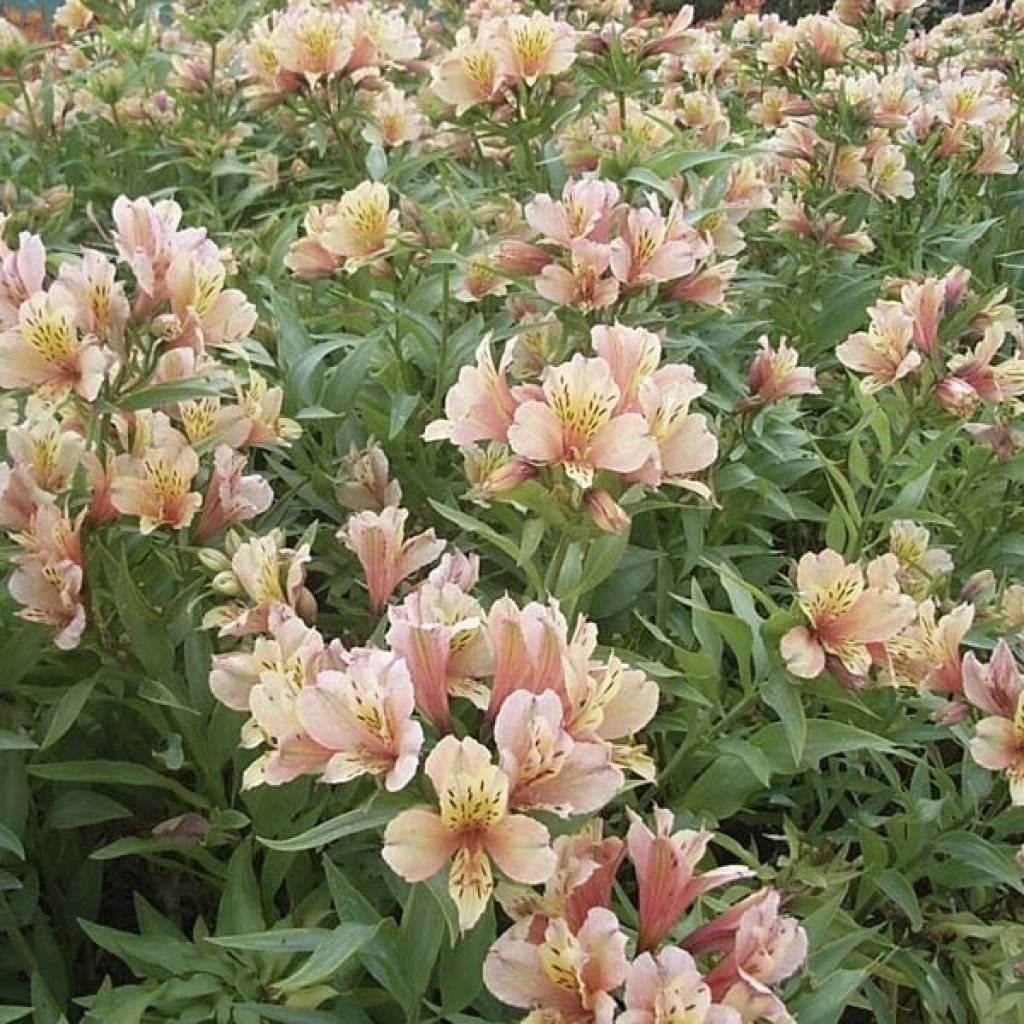 Alstroemeria Inca Ice - Inkalilie