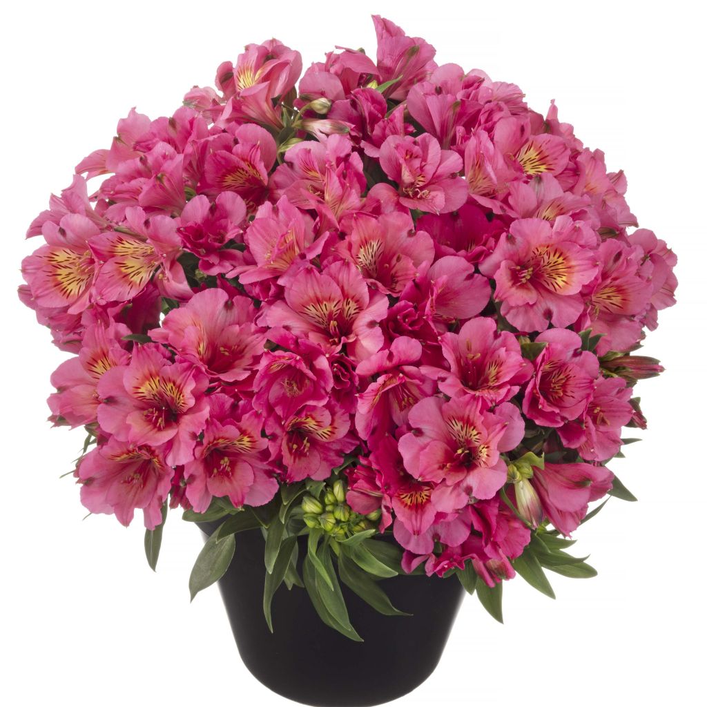 Alstroemeria Inticancha Sun Malaga - Inkalilie