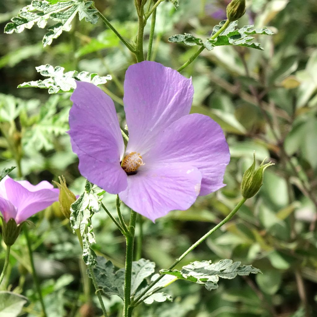 Alyogyne huegelii Santa Cruz - Blauer Hibiskus