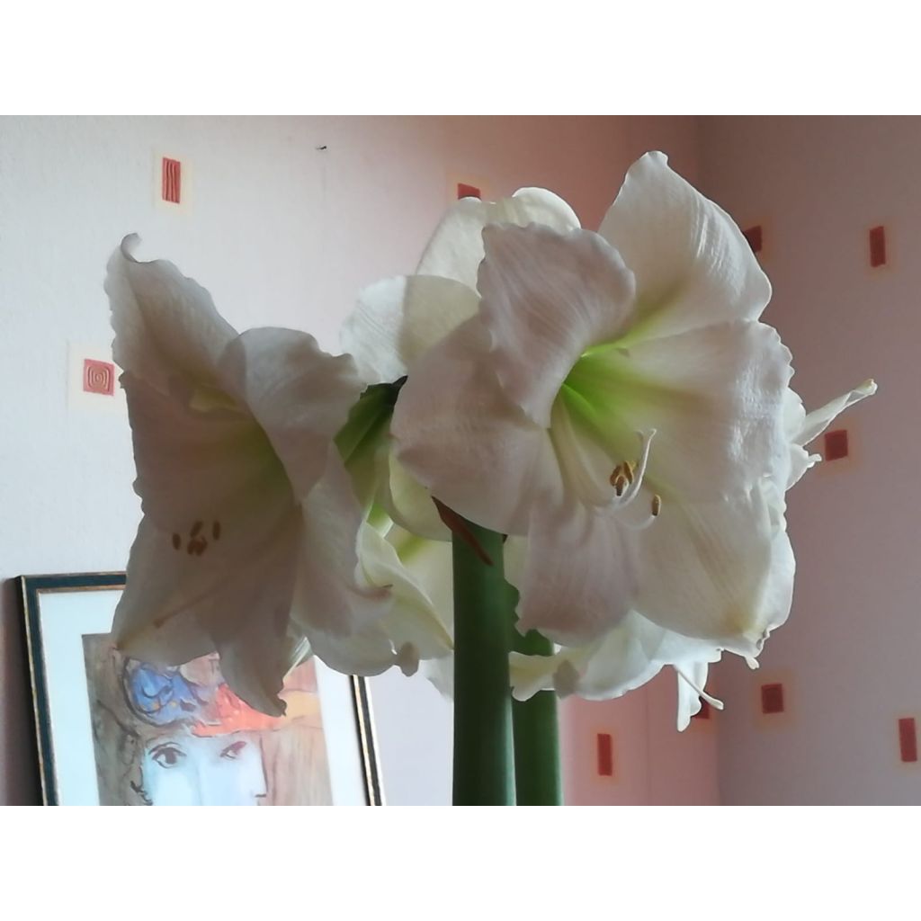 Amaryllis Weihnachtsgeschenk