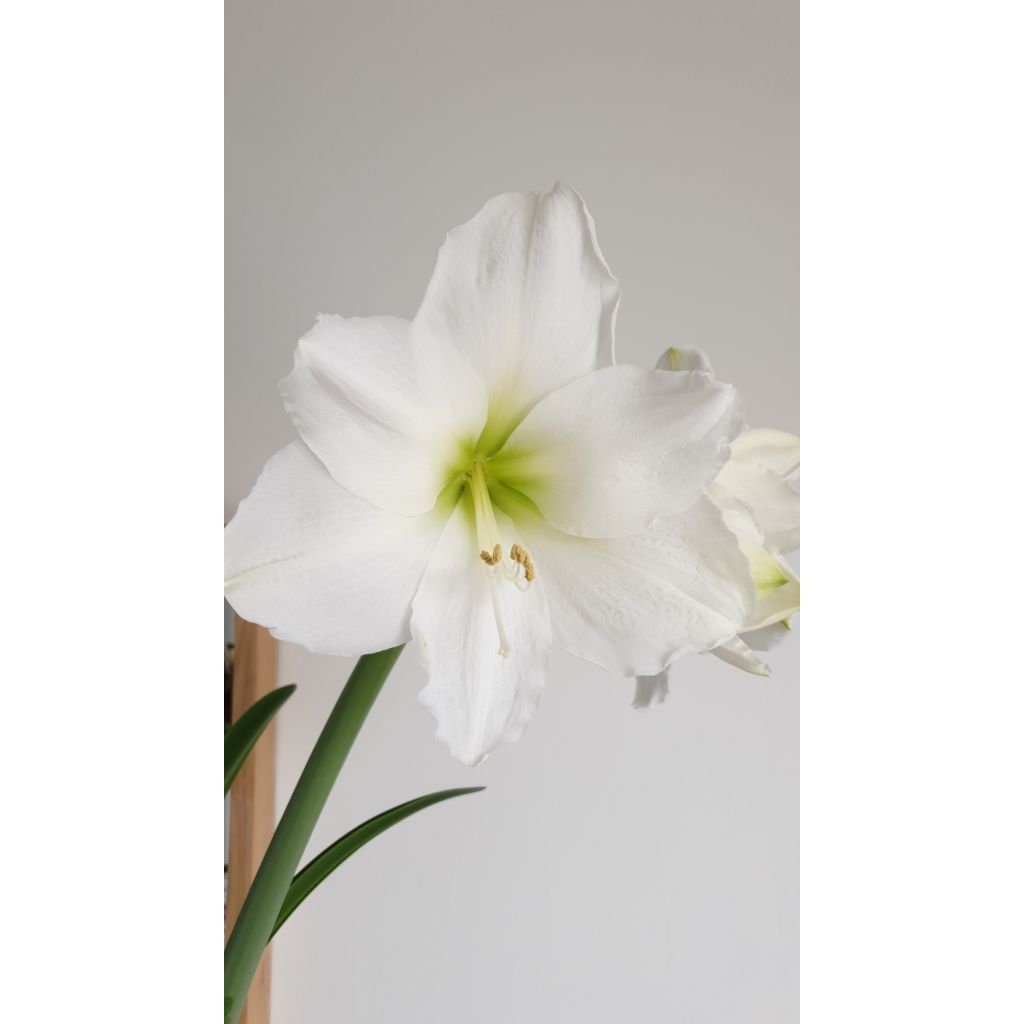 Amaryllis Weihnachtsgeschenk
