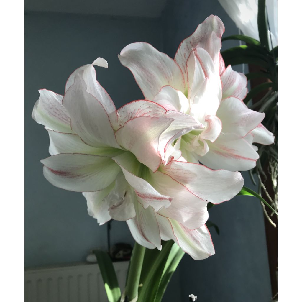 Hippeastrum Double Aphrodite - Ritterstern
