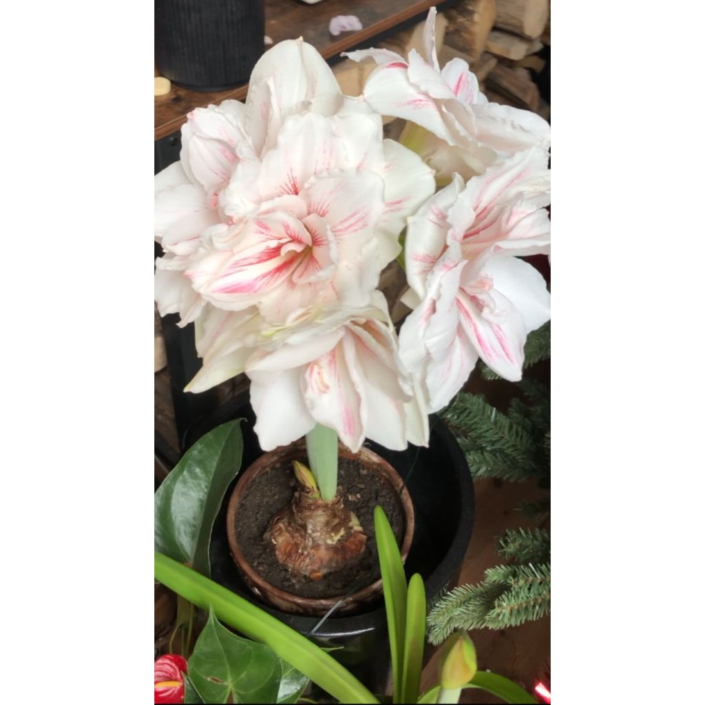 Hippeastrum Aquaro - Ritterstern