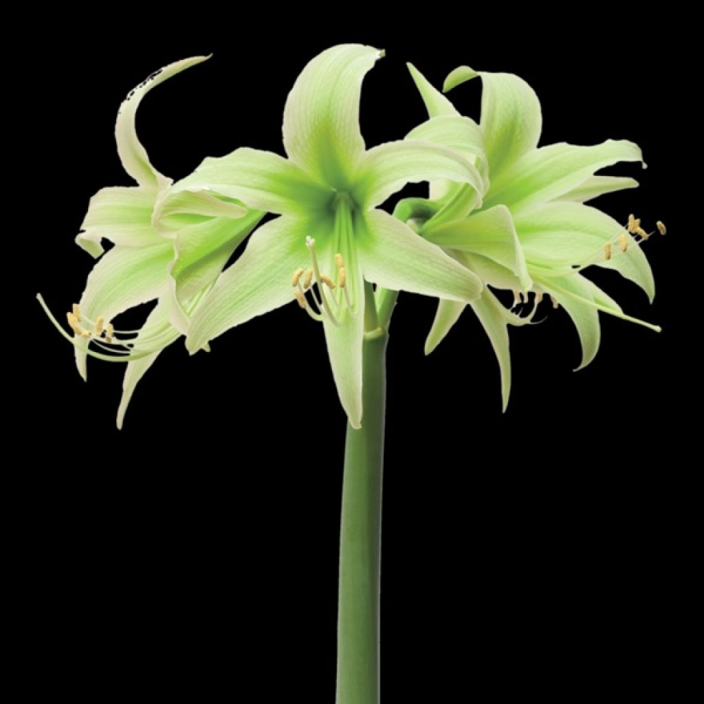 Hippeastrum Evergreen - Ritterstern