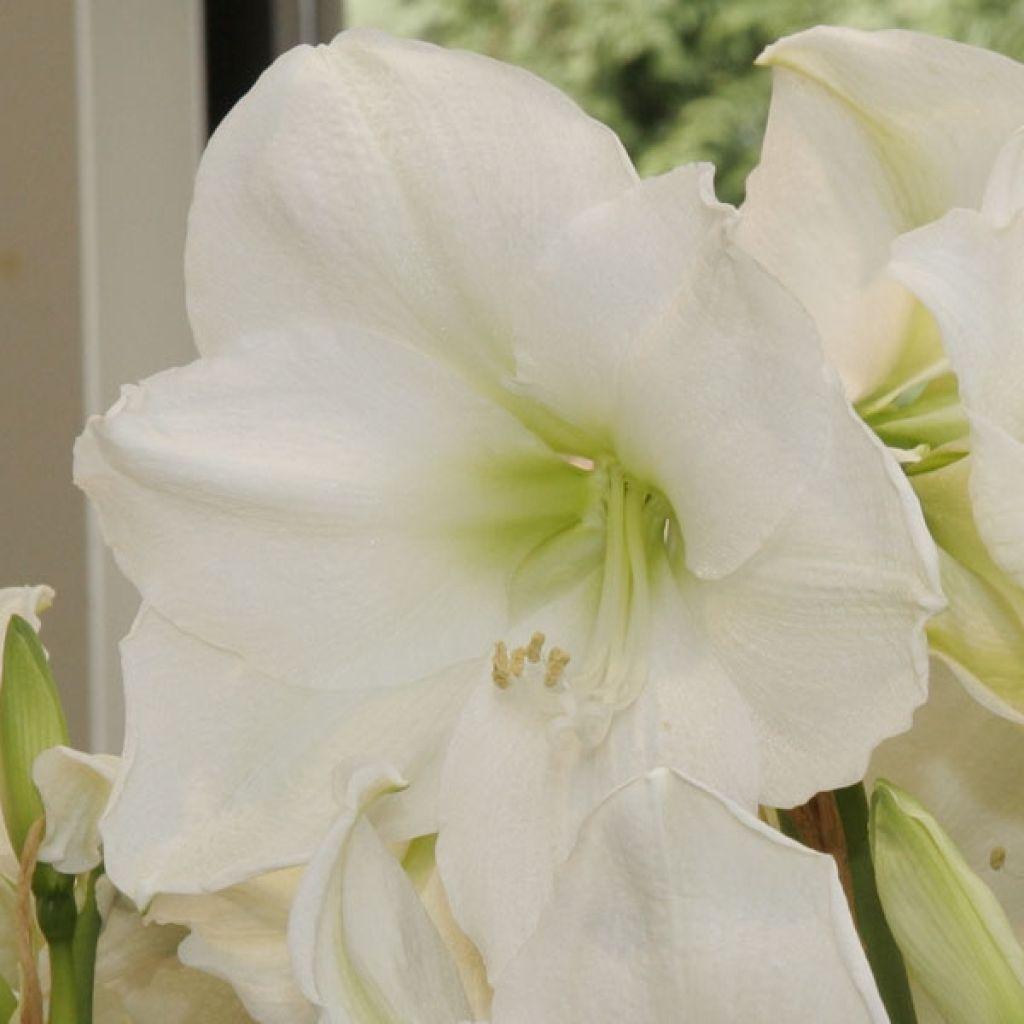 Amaryllis Weihnachtsgeschenk