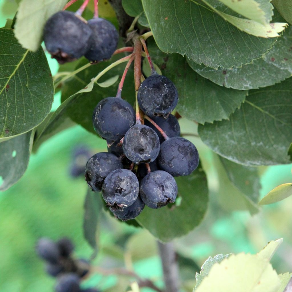 Erlenblättrige Felsenbirne - Amelanchier alnifolia