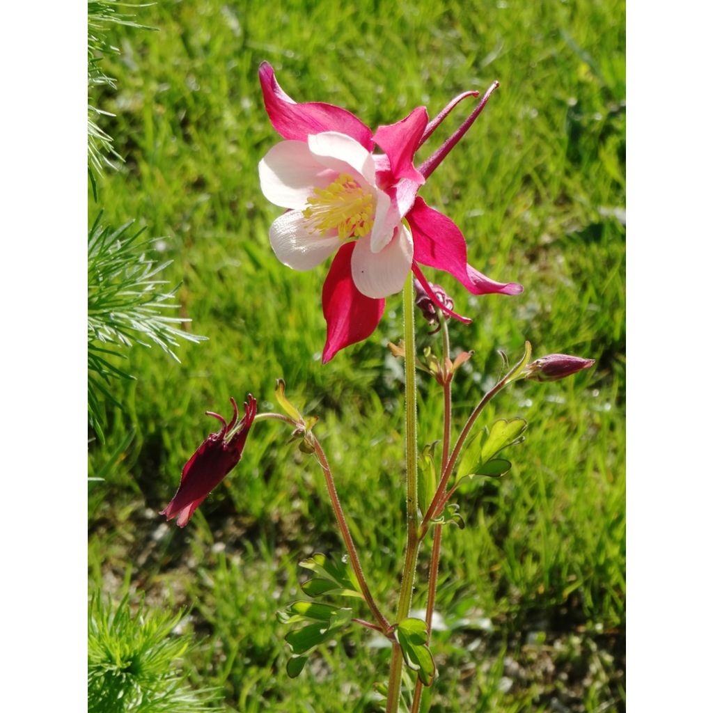 Aquilegia Mac Kana (Samen) - Langspornige Akelei