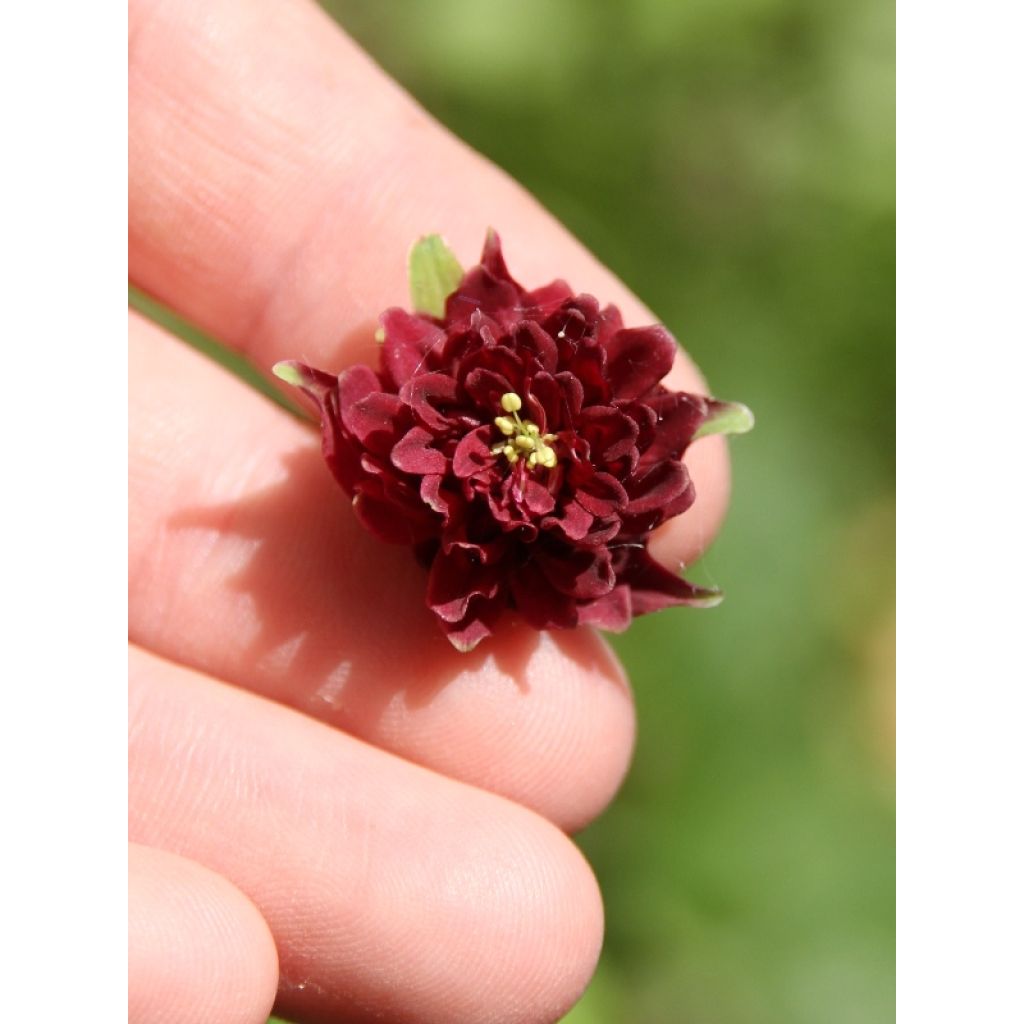 Aquilegia Ruby Port - Gefüllte Akelei