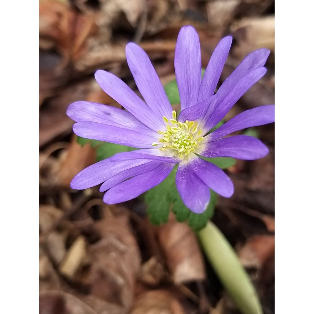 Anemone blanda Blue Shades - Balkan-Windröschen