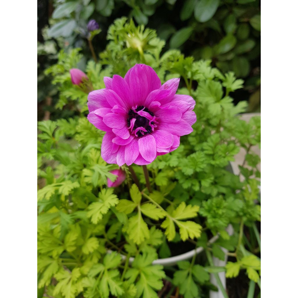 Anemone coronaria double Admiral - Kronen-Anemone