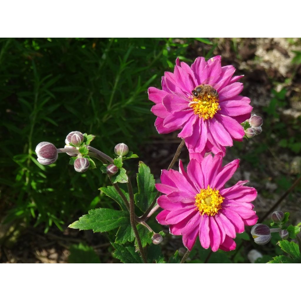 Anemone hupehensis var. japonica Pamina - Chinesische Herbst-Anemone