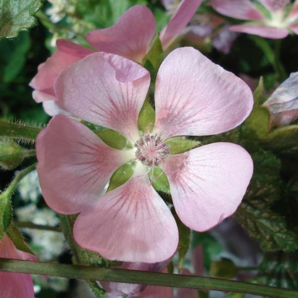 Anisodontea Lady in Pink - Anisodontea