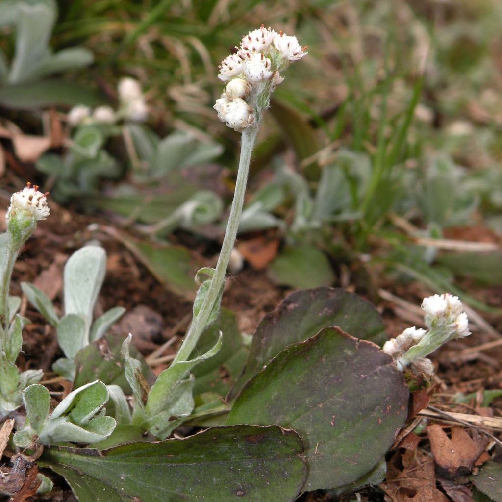 Antennaria plantaginifolia - Wegerichblättriges Katzenpfötchen