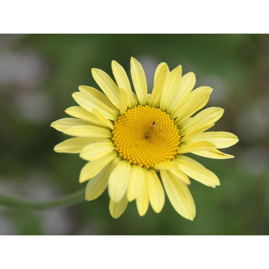 Anthemis tinctoria E.C. Buxton - Färber-Hundskamille