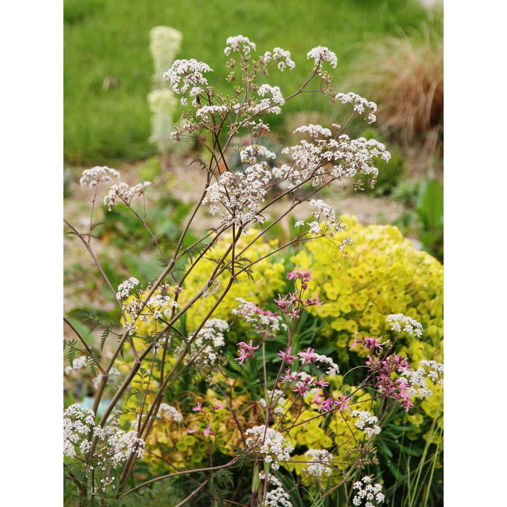 avec lychnis flos-cuculi sur fond d'euphorbe characias wulfenii