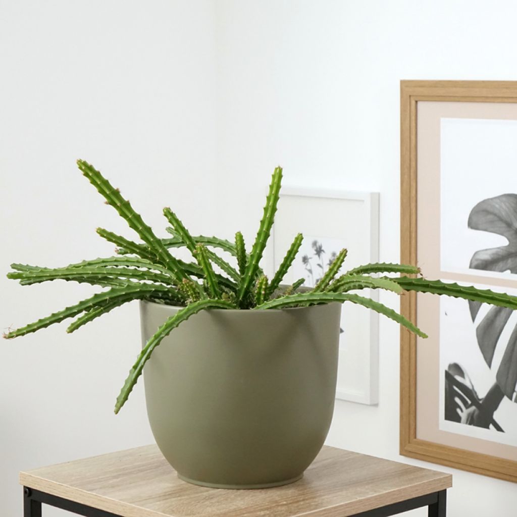 Aporophyllum malisonii