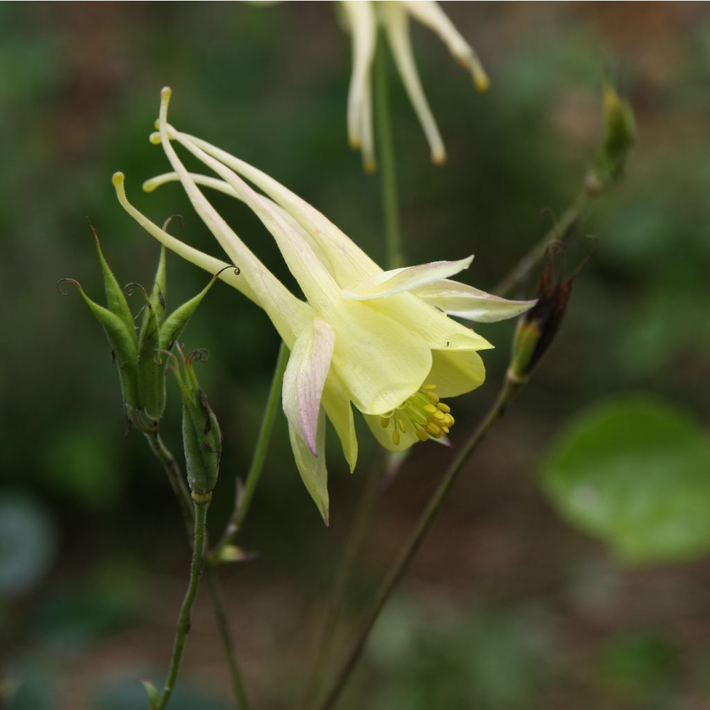 Aquilegia chrysantha Yellow Queen - Langspornige Akelei