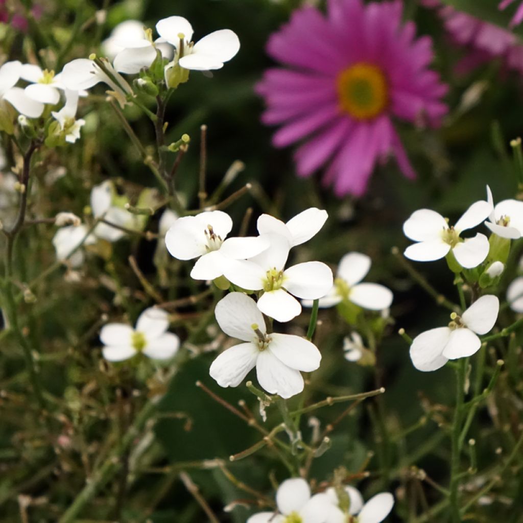 Arabis caucasica Alabaster - Kaukasische Gänsekresse