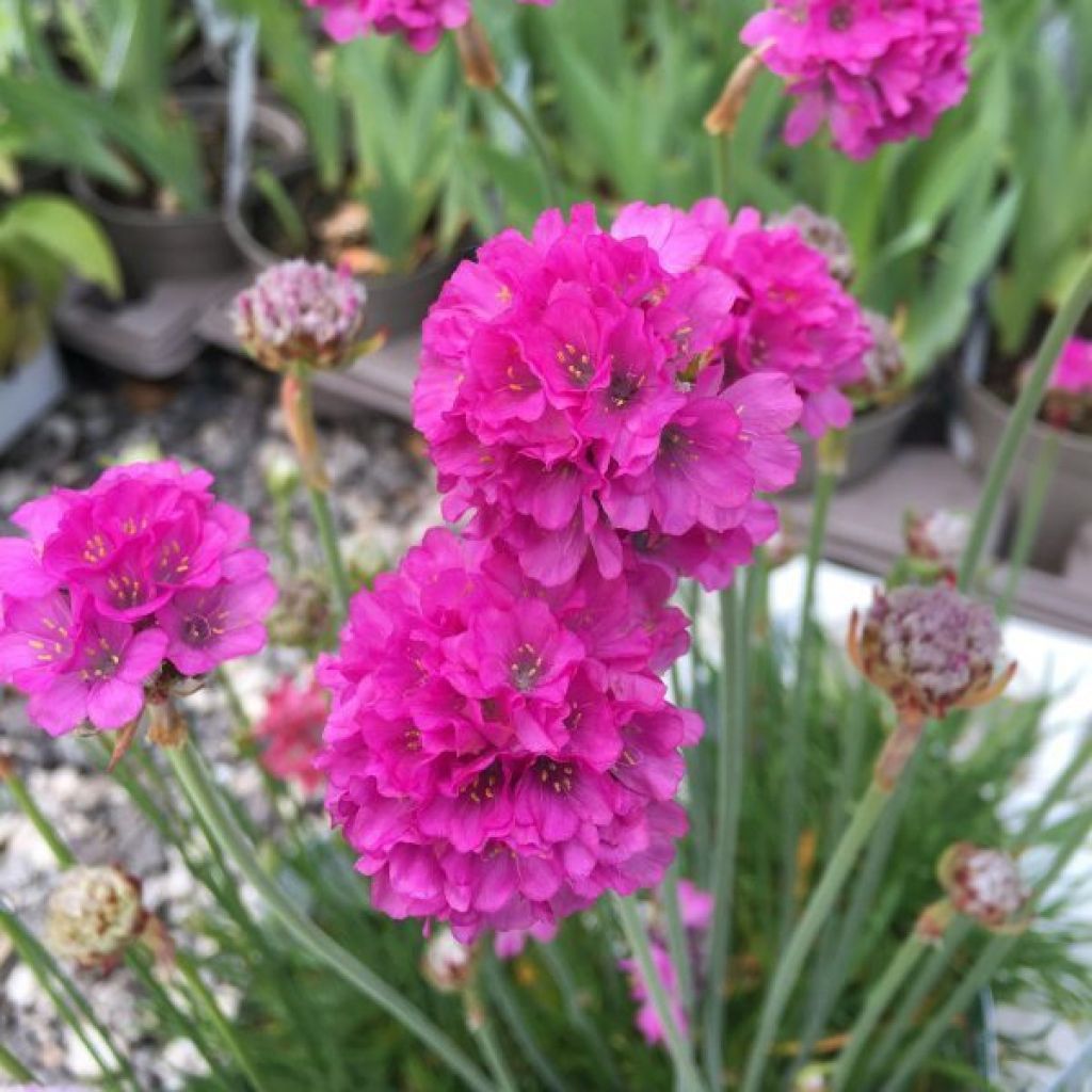 Armeria Ornament - Strand-Grasnelke