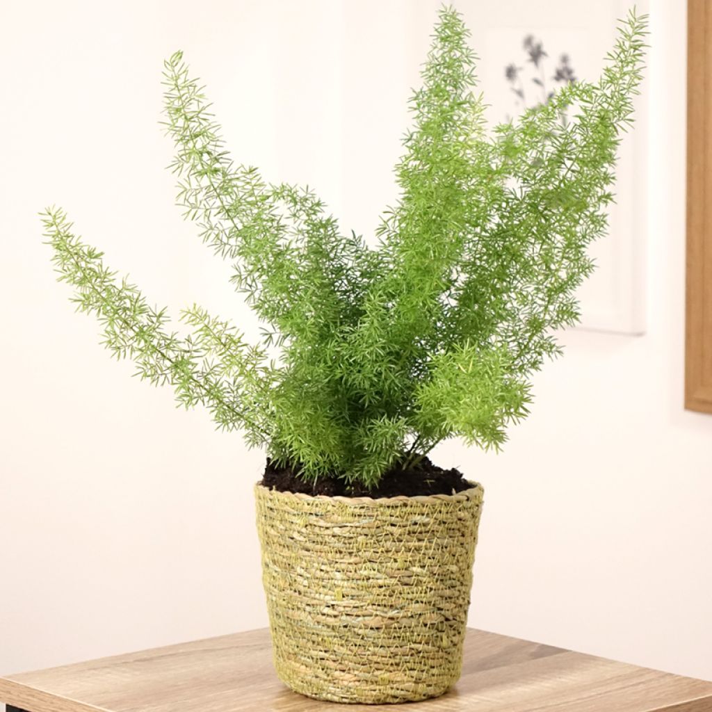 Asparagus densiflorus var. meyeri - Meyers Zierspargel