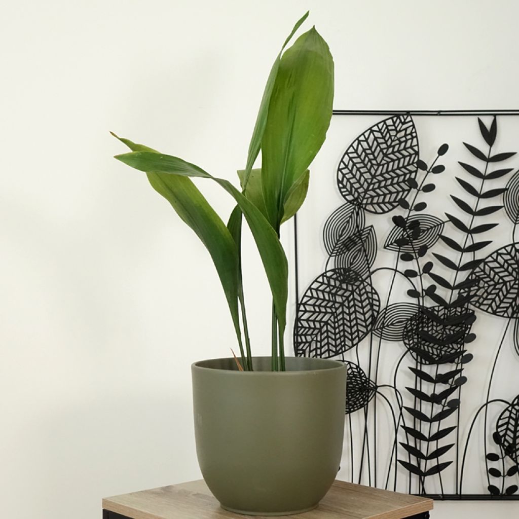 Aspidistra elatior - Schusterpalme