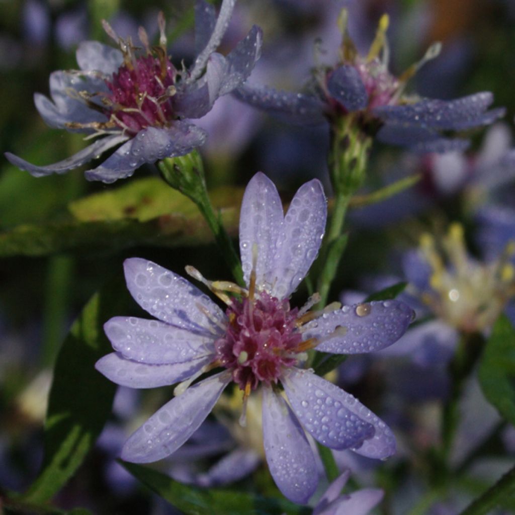 Aster cordifolius Idéal - Schleieraster