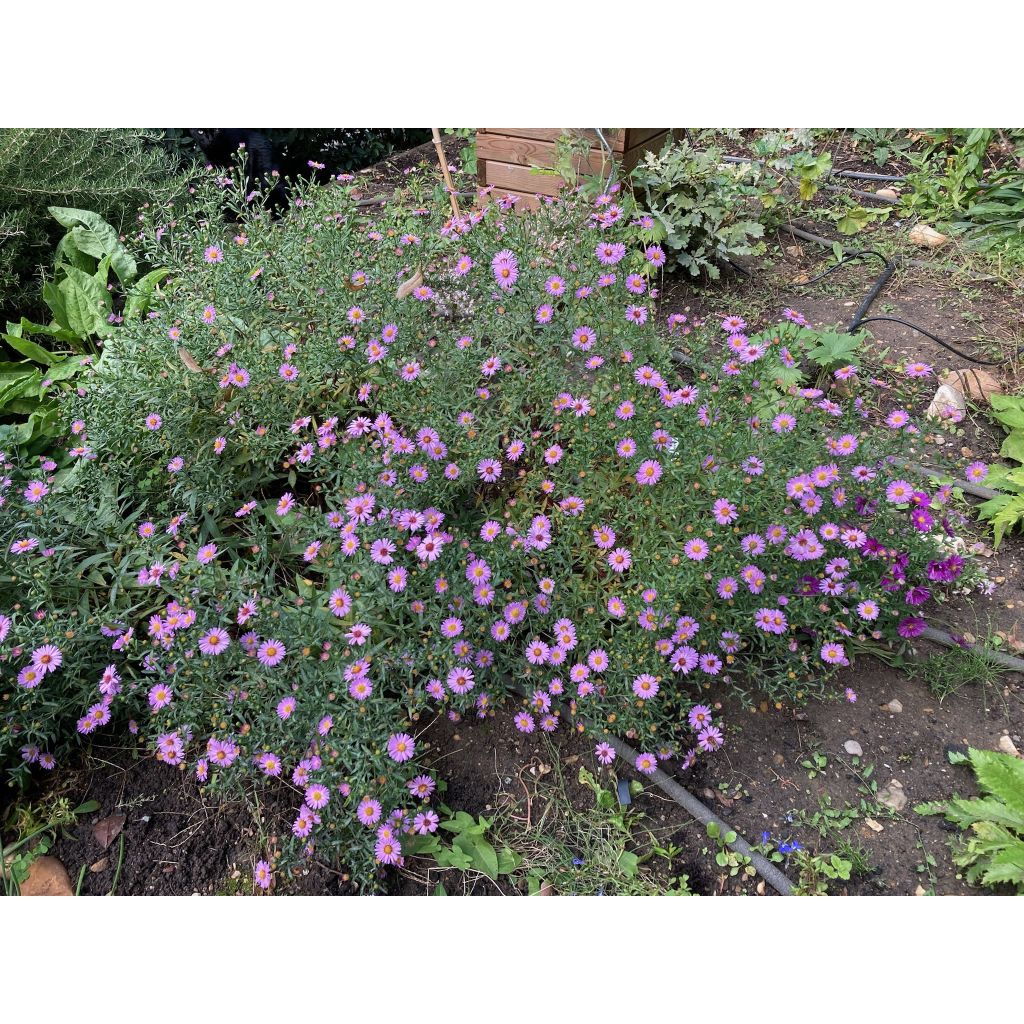 Aster dumosus Anneke - Kissen-Aster