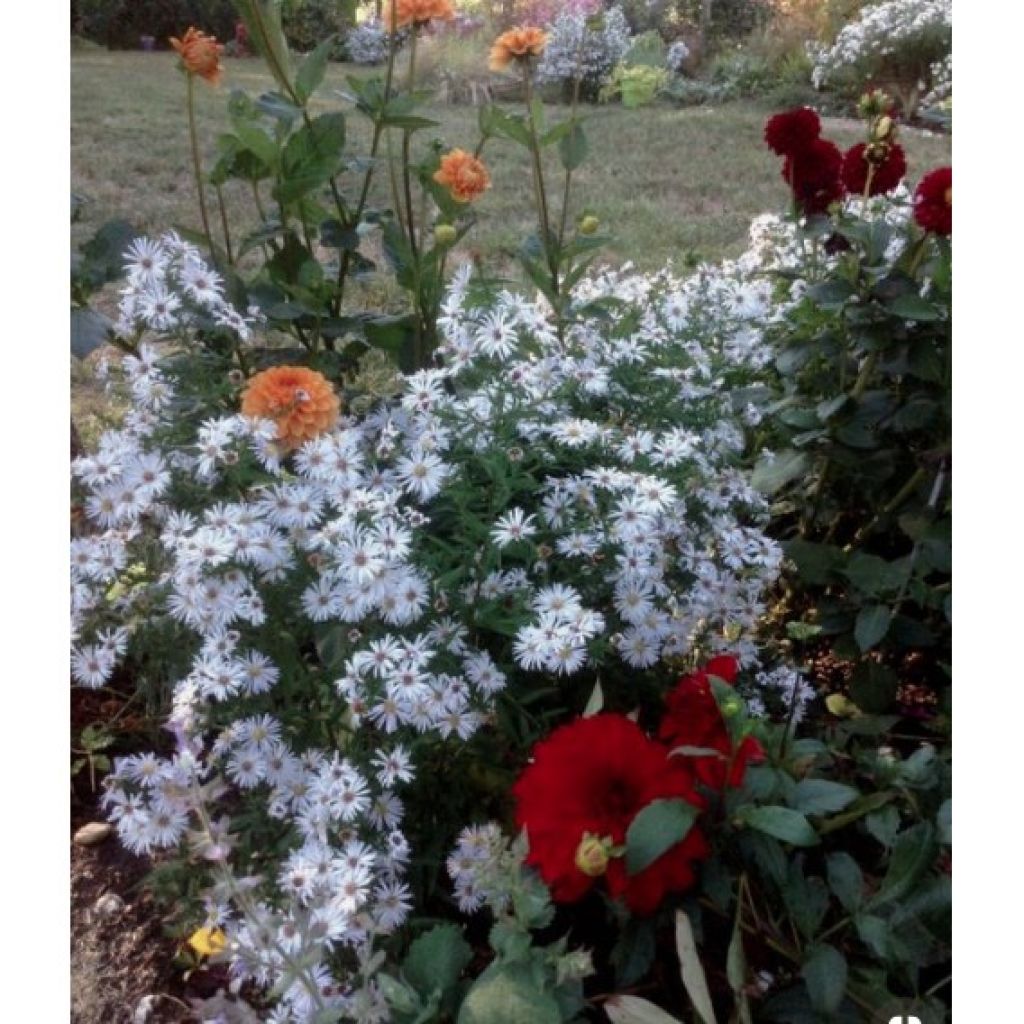 Aster dumosus Kristina - Kissen-Aster