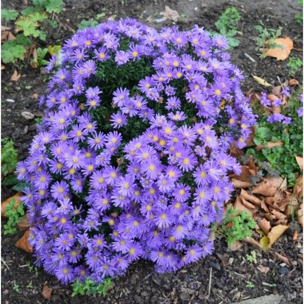 Aster dumosus Samoa - Kissen-Aster