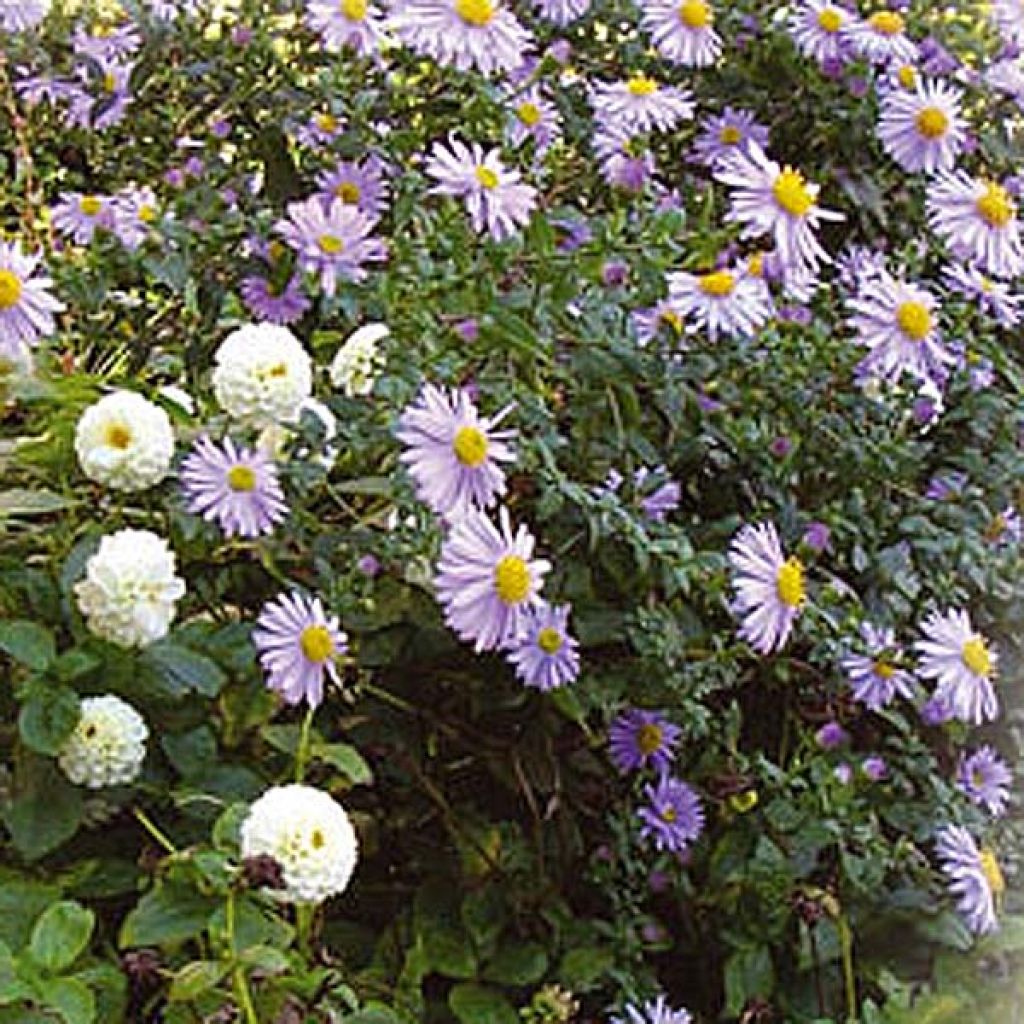 Aster ericoïdes Herfstweelde - Myrten Aster