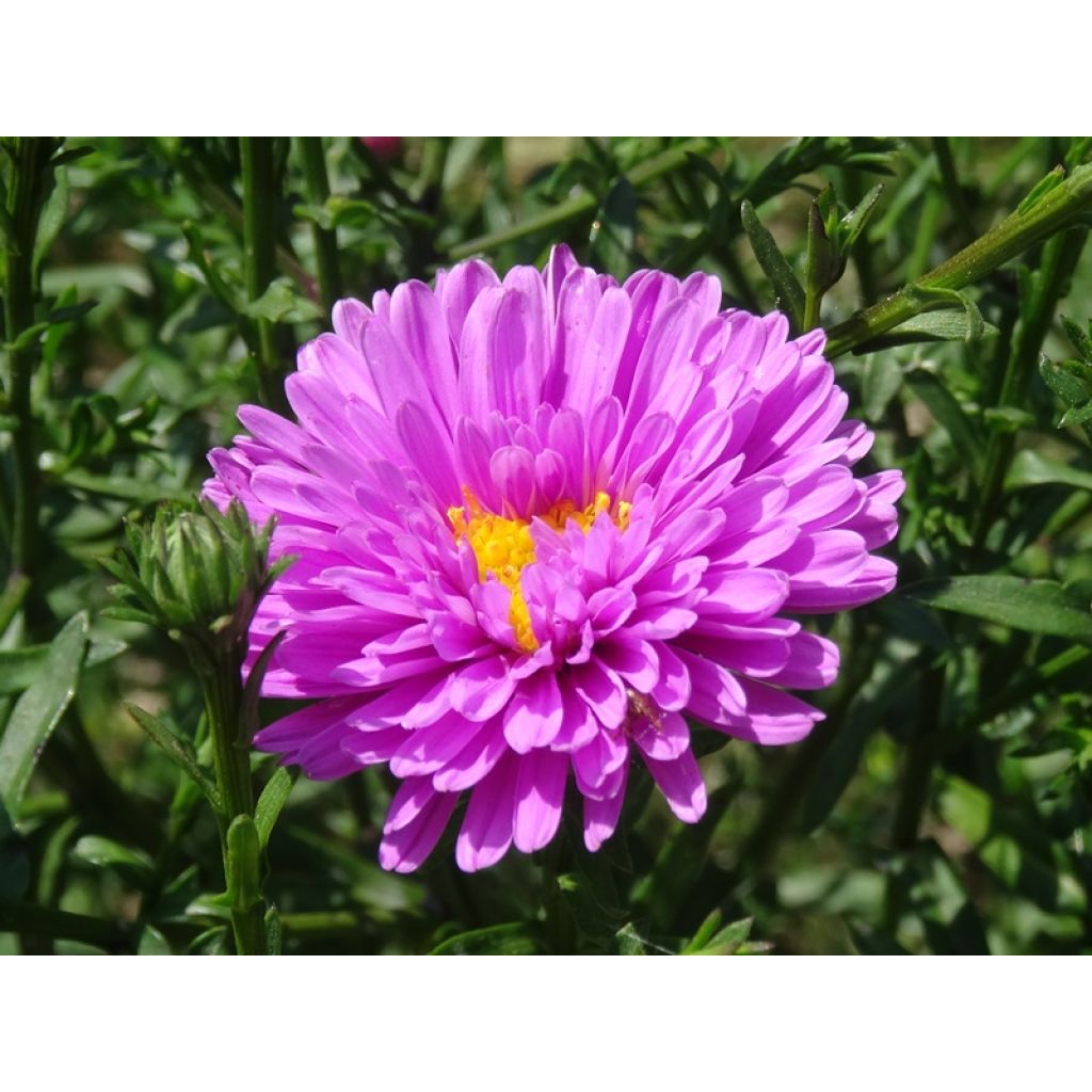 de jolies fleurs en pompons