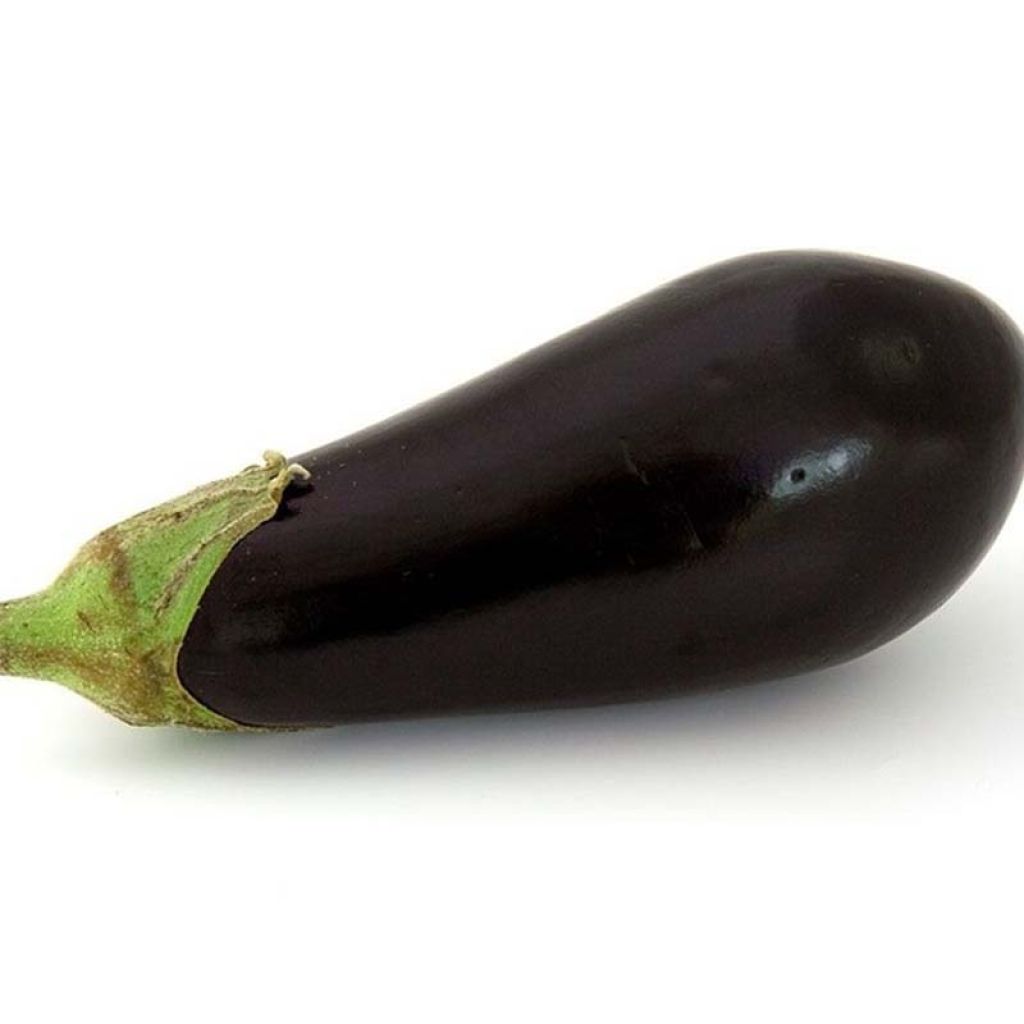 Aubergine Avan F1