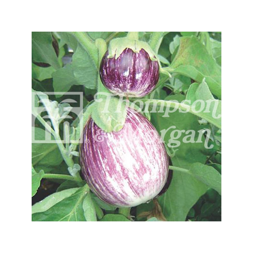 Aubergine Pinstripe