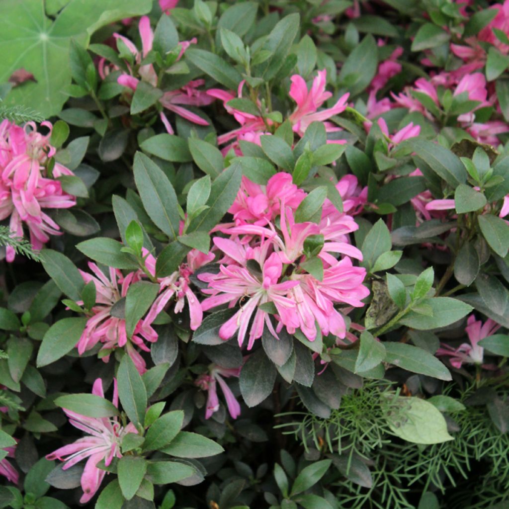 Japanische Azalee  Pink Star - Azalea