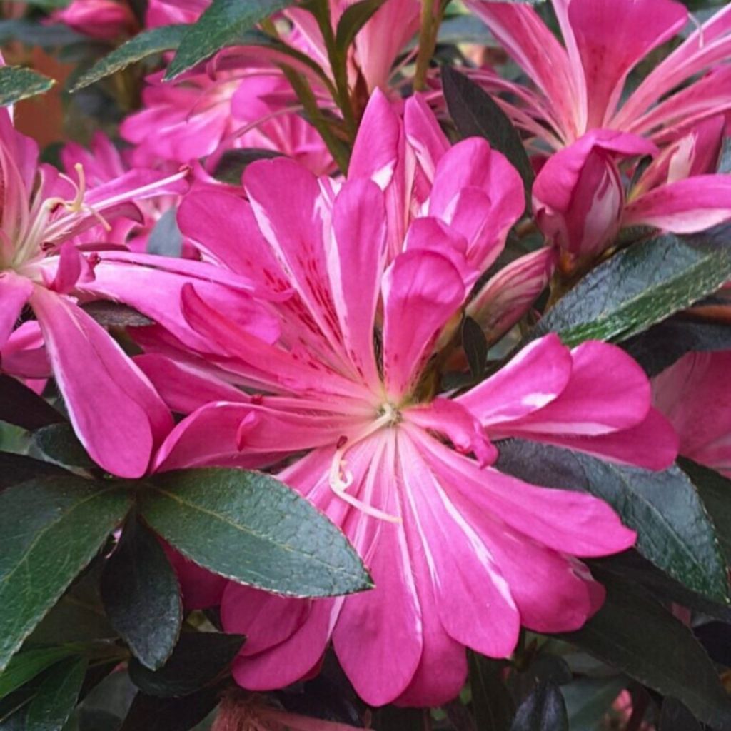 Japanische Azalee  Pink Star - Azalea