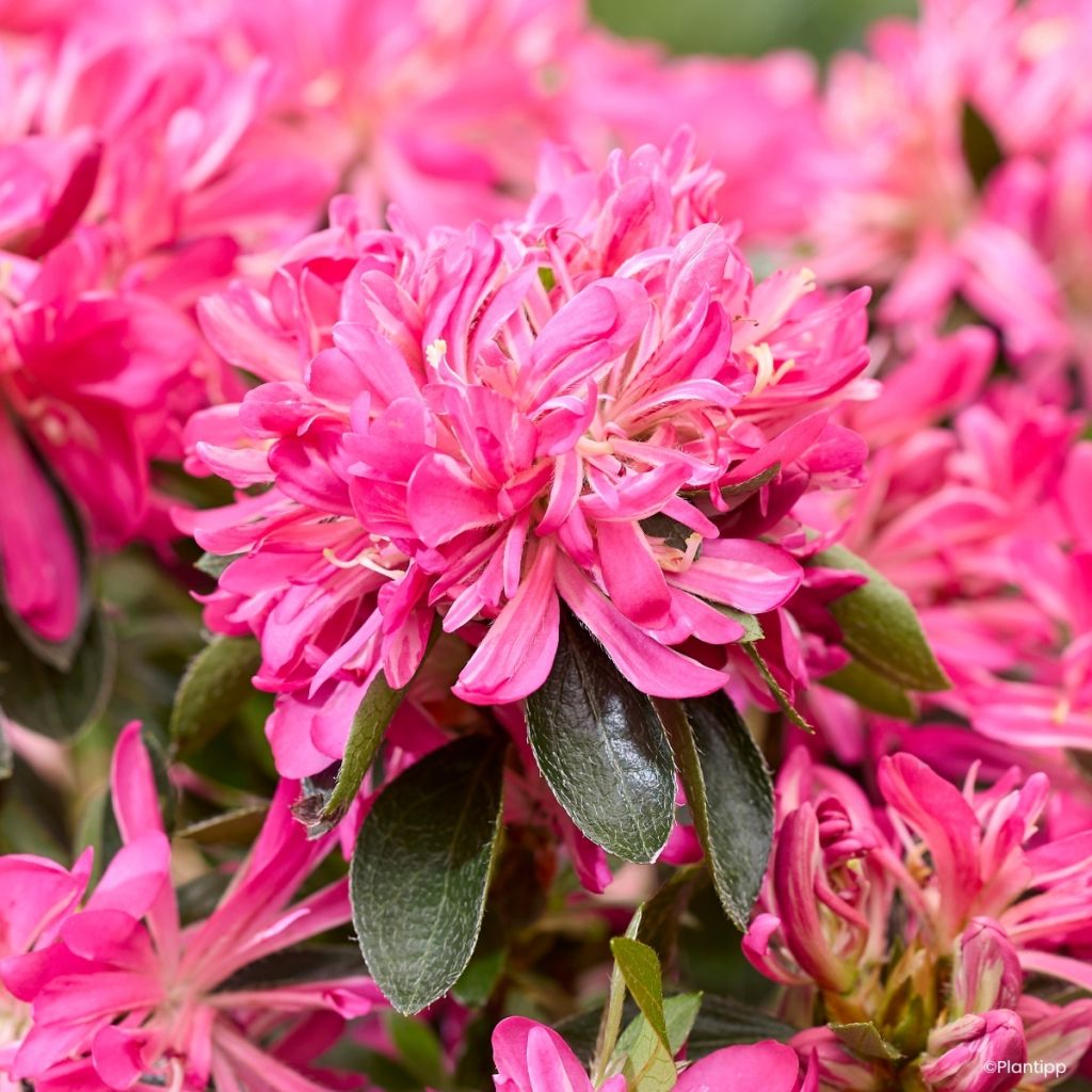 Japanische Azalee  Pink Star - Azalea