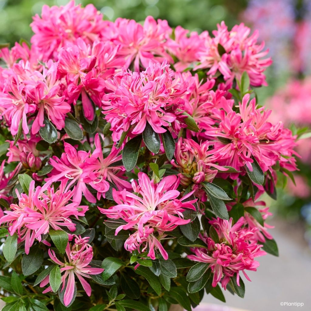 Japanische Azalee  Pink Star - Azalea