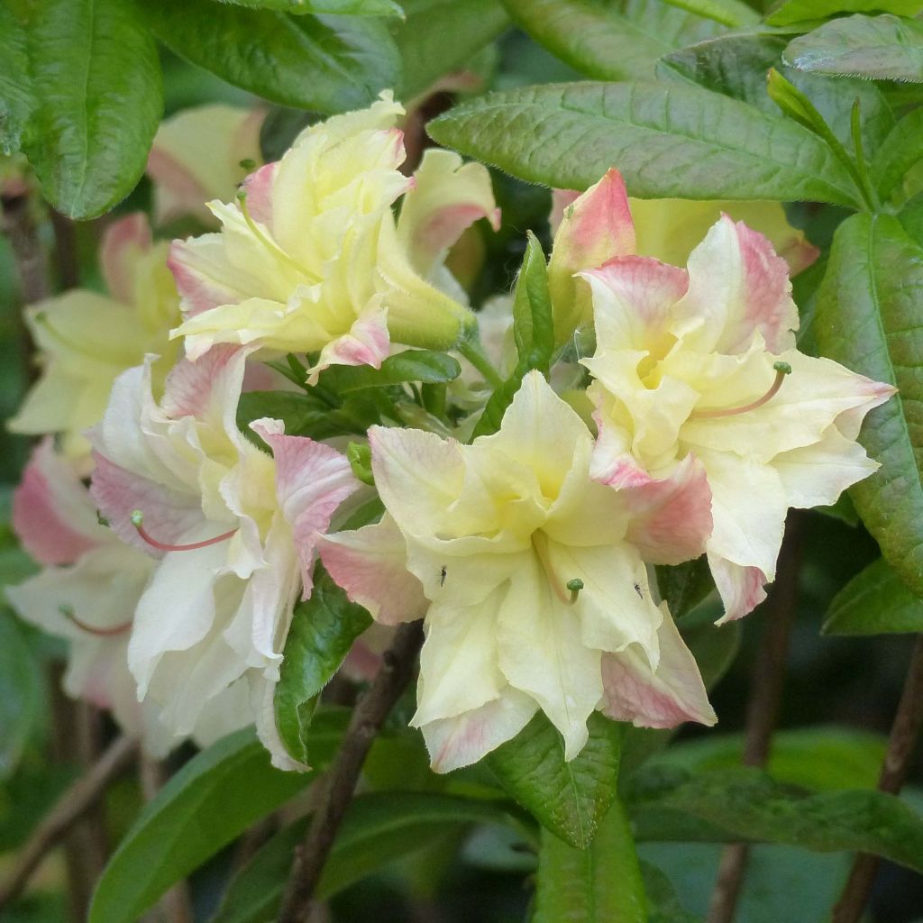 Sommergrüne Azalee Cannon's Double - Azalea